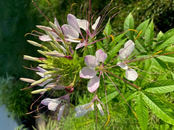 cleome jul3.jpg
